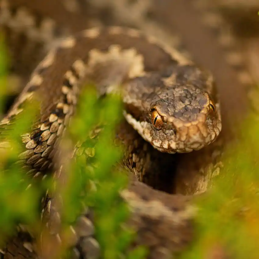 Ruta Guiada: Reptiles y Anfibios